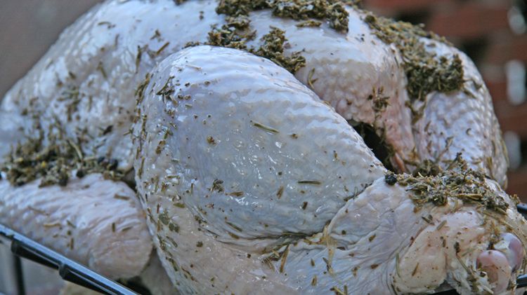 Surowy korpus z indyka w roztworze (samo mięso)