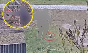 Chłopcy nagrani w parku. "Nikt nie zareagował". Zwierzę nie przeżyło