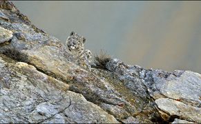 Polsat Viasat Nature HD W poszukiwaniu irbisów: Pogoń za cieniem