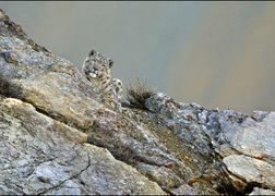 Polsat Viasat Nature HD W poszukiwaniu irbisów: Pogoń za cieniem