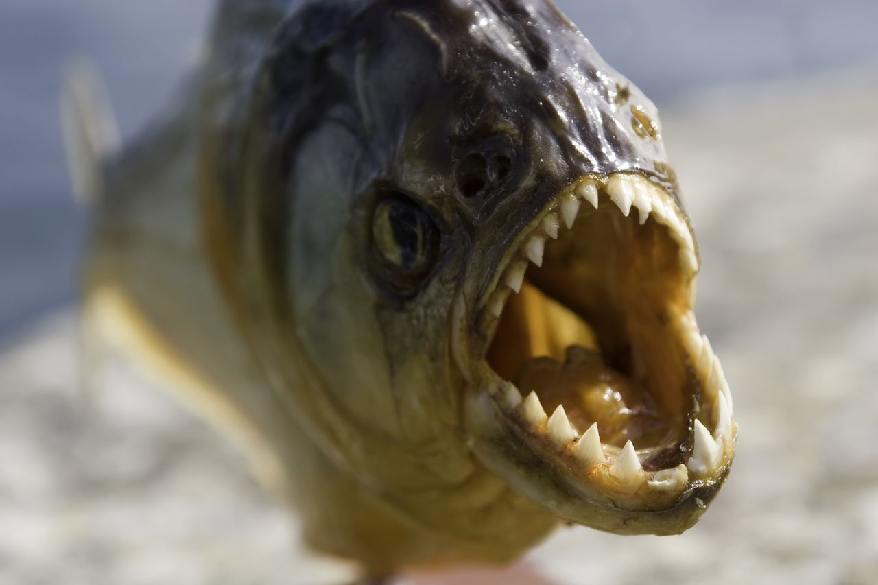 Z Jeziora Zegrzyńskiego wyłowiono 3-kilogramową piranię