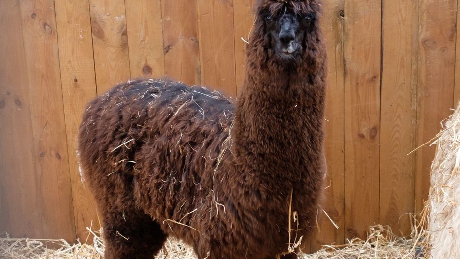 Koronawirus na świecie. Lama o imieniu Winter z Belgii pokonała infekcję COVID-19. Przeciwciała wytworzone przez zwierzę prawdopodobnie będą mogły pomóc ludziom.