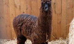 Koronawirus na świecie. Organizm lamy potrafi pokonać COVID-19. Naukowcy chcą to wykorzystać w leczeniu ludzi