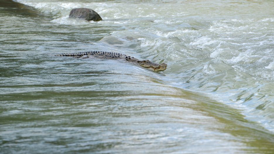 Krokodyle potrafią być śmiertelnie niebezpieczne 