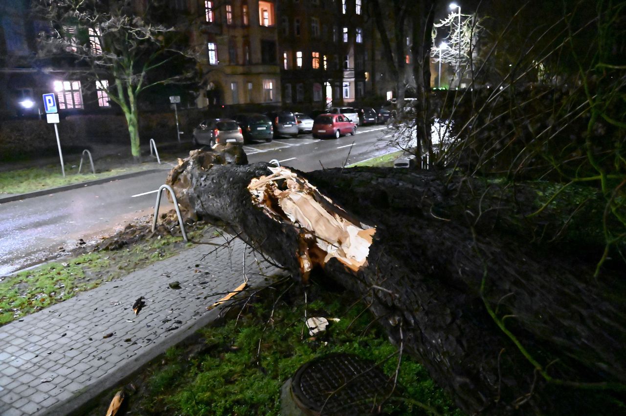 Tragedia w Opolu. Konar przygniótł kobietę. Zdjęcie ilustracyjne