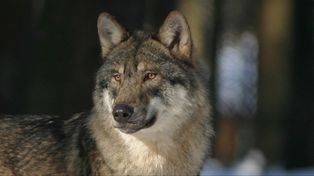 Niewistka: Policja twierdzi, że to nie wilki zaatakowały mieszkańca. Regionalna Dyrekcja Ochrony Środowiska w Rzeszowie czeka na wyniki badań