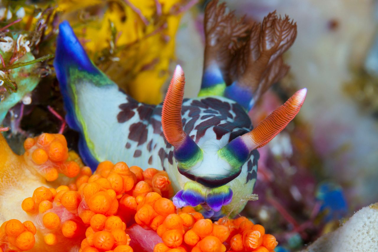 Nembrotha purpureolineolata