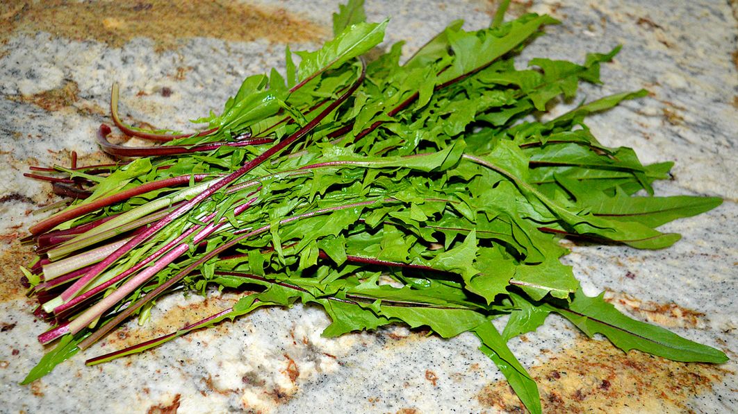 Mniszek może być stosowany w wielu dolegliwościach