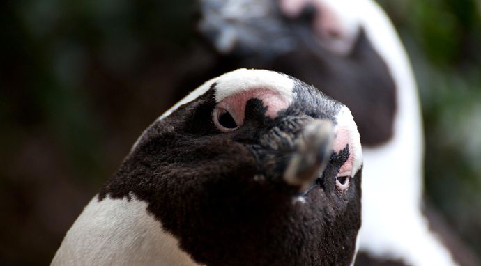 Dzika Afryka Południowa