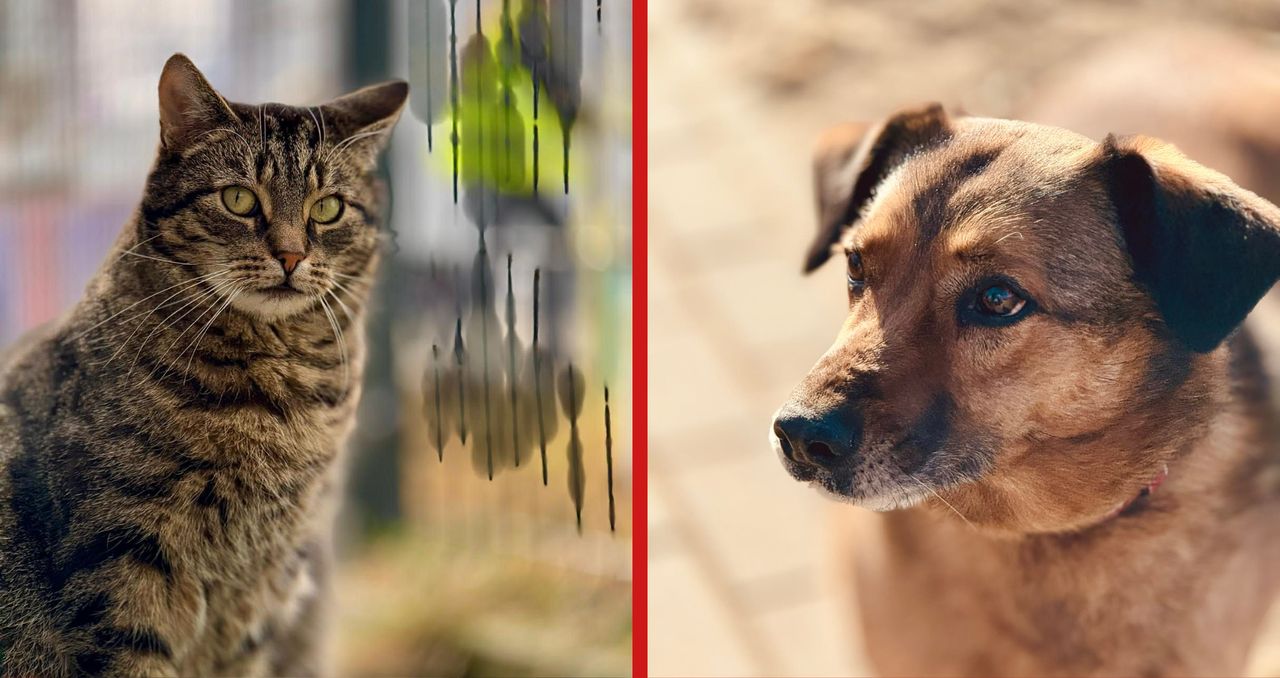 Piła: Dopłaty do kastracji psów i kotów