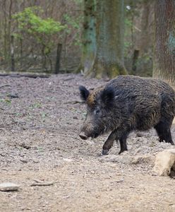 Legnica. Problem z dzikami rozwiązany. Odłownie okazały się skuteczne