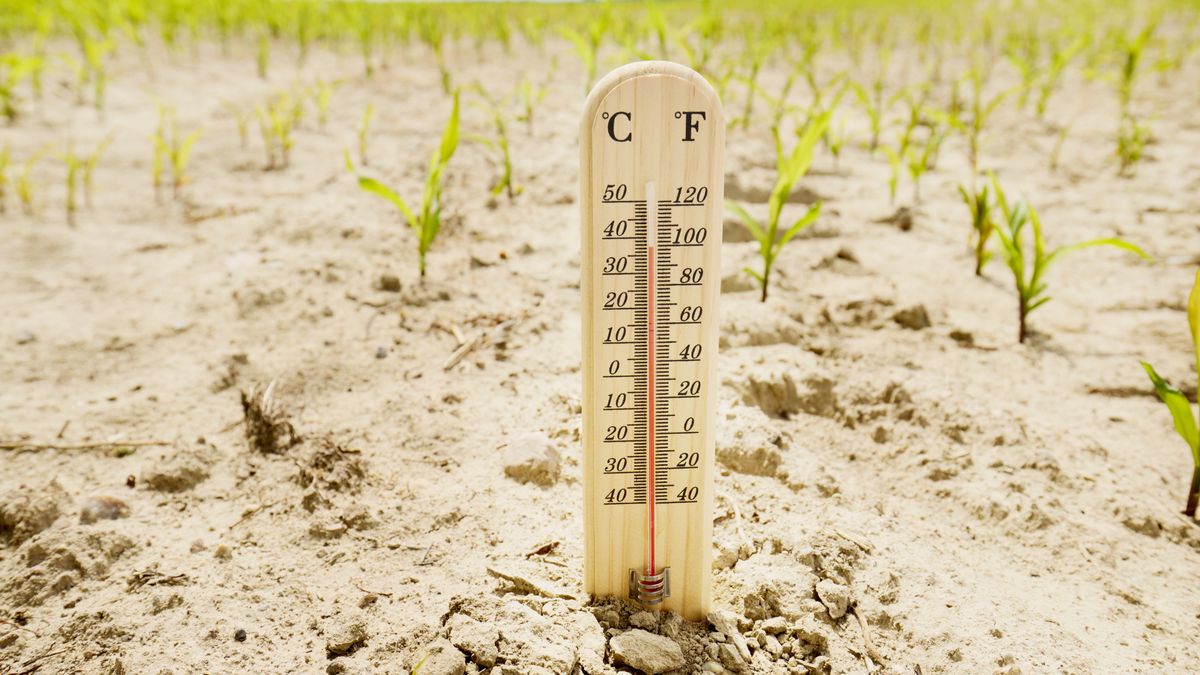 Krzyżówka o ociepleniu klimatu