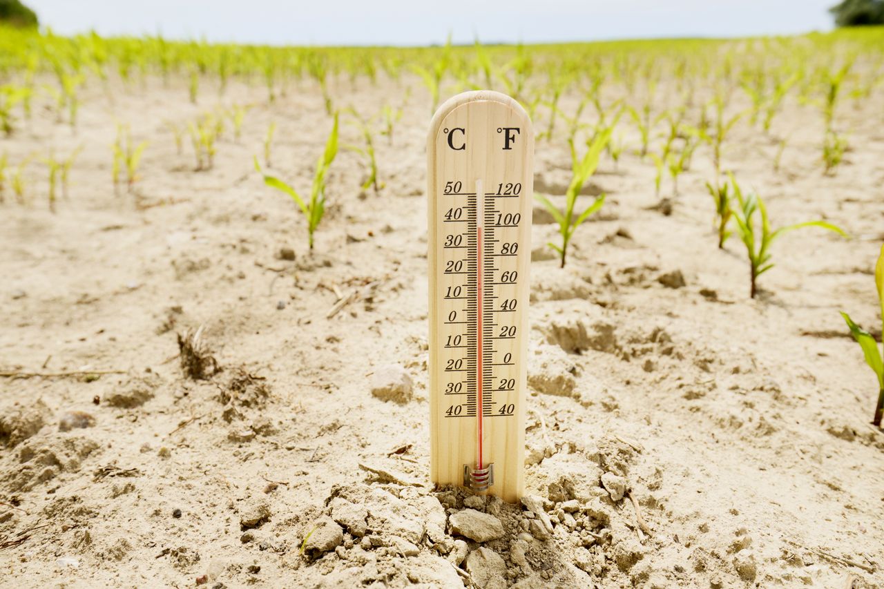 Co wiesz o ociepleniu klimatu? Wymagająca krzyżówka
