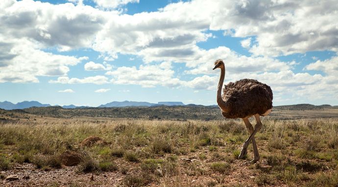 Dzika Afryka Południowa