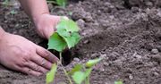 Jak uprawiać bataty w ogrodzie? Trzeba pamiętać o kilku ważnych zasadach