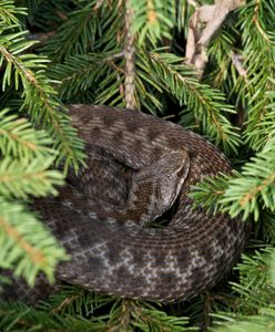 Żmije zygzakowate powróciły. Leśnicy ostrzegają