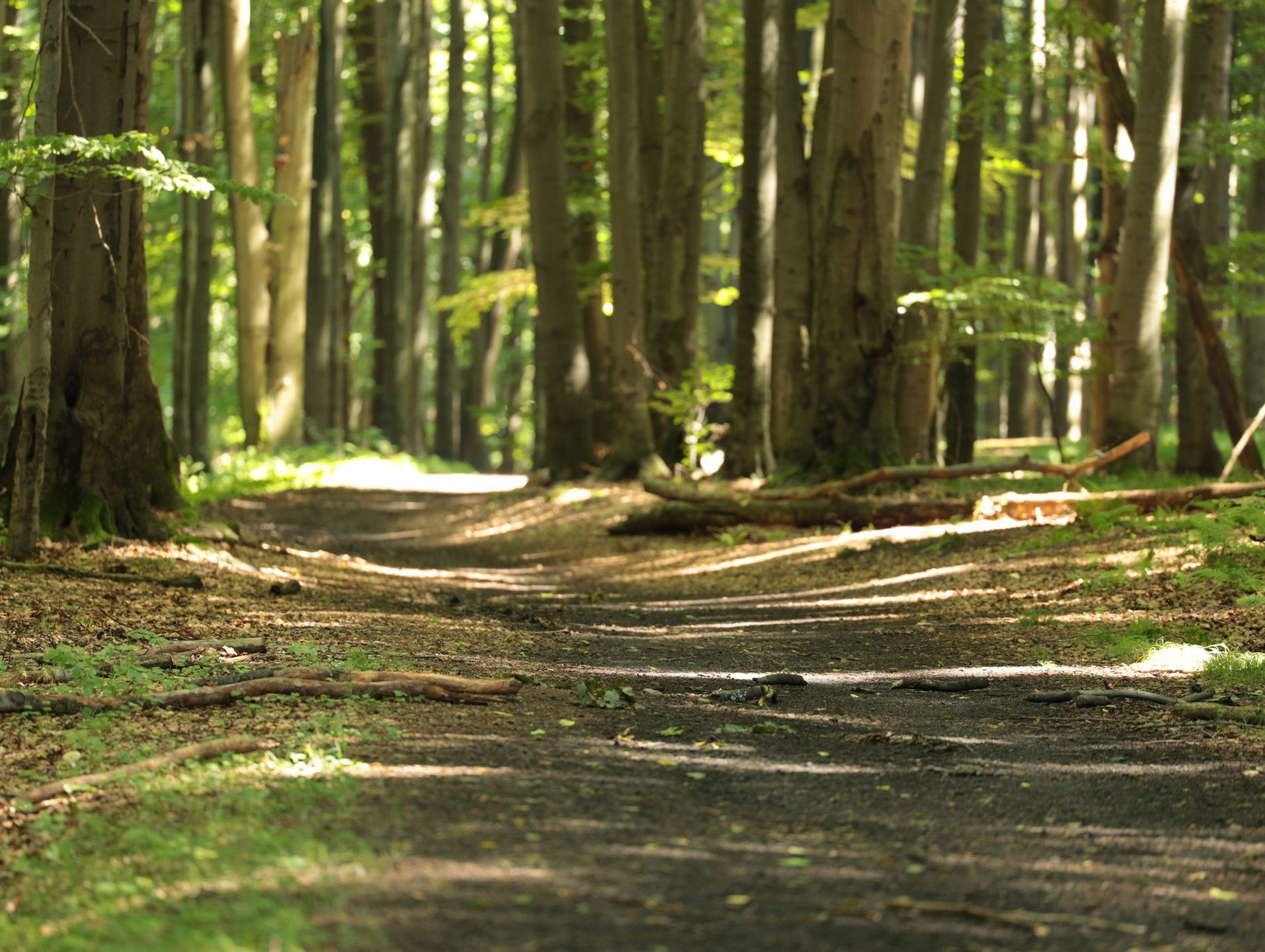 Las Murckowski - tam można spotkać ślady prastarej Puszczy Śląskiej