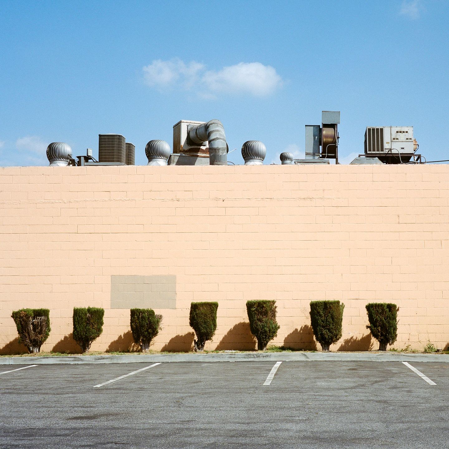 “A Tree Grows In…” to projekt kalifornijskiej fotografki. który przedstawia rośliny w nietypowych miejscach 5