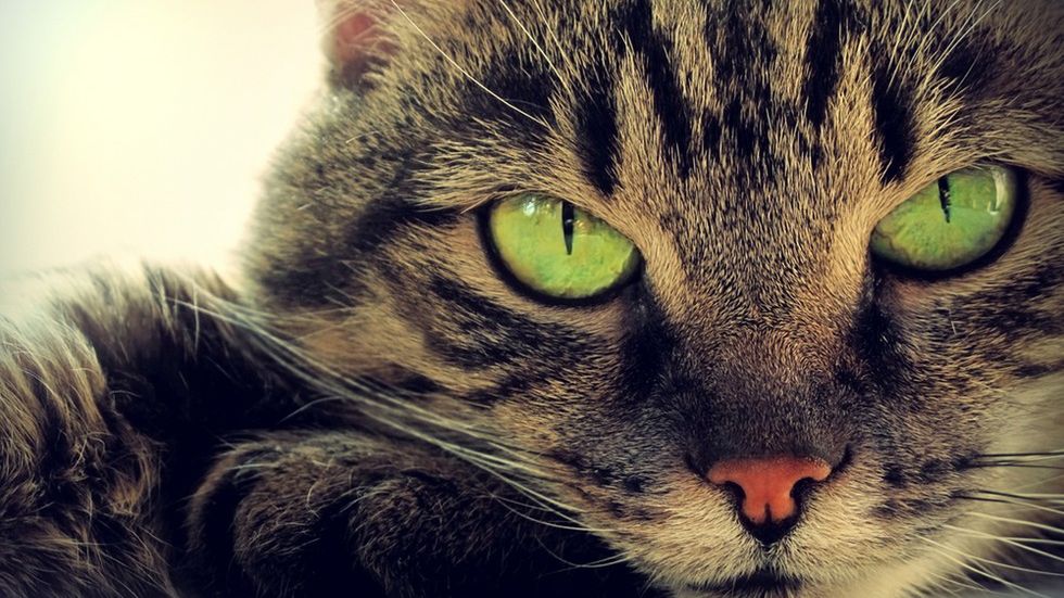 Radioaktywne koty. Nietypowy nośnik danych, który przetrwa tysiące lat 1