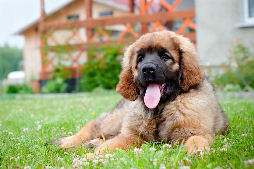 Leonberger