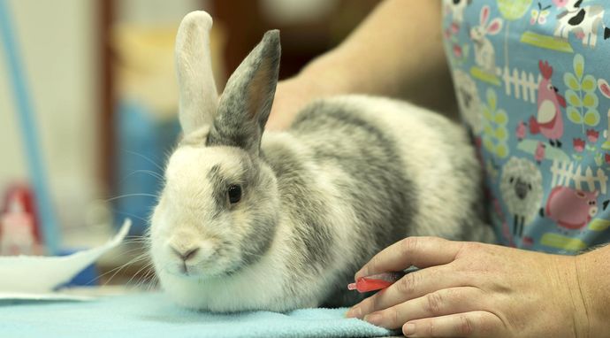 Weterynarz do zadań specjalnych