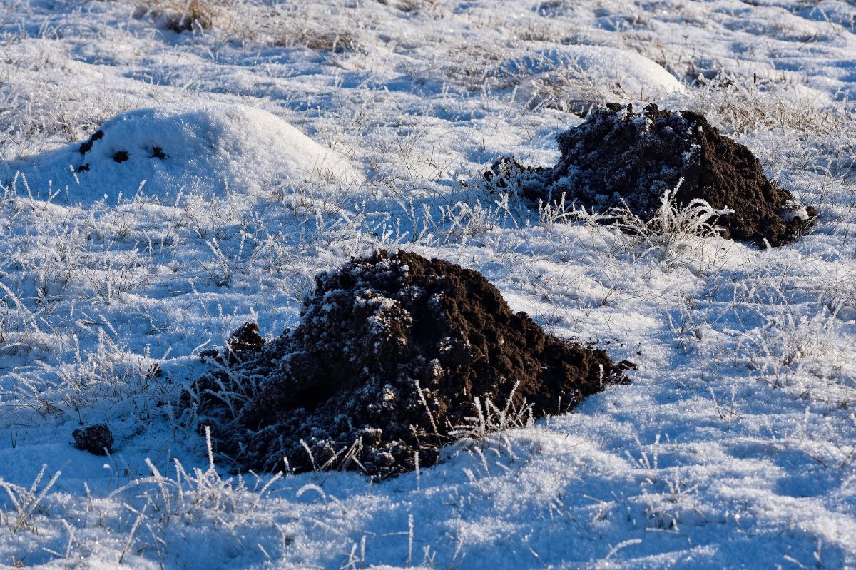 Natural methods to protect your garden from winter moles