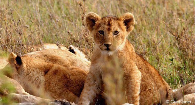 Nowy cykl „Urodzone w Afryce” w Nat Geo Wild