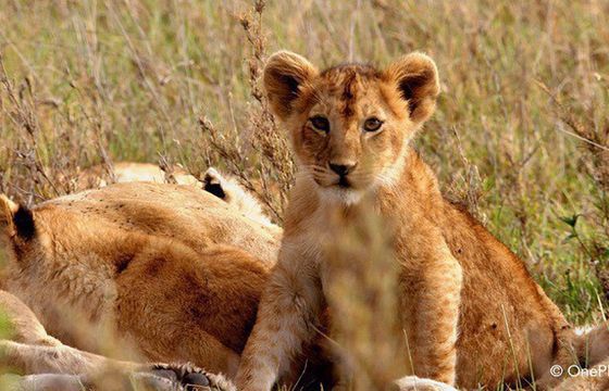 Nowy cykl „Urodzone w Afryce” w Nat Geo Wild