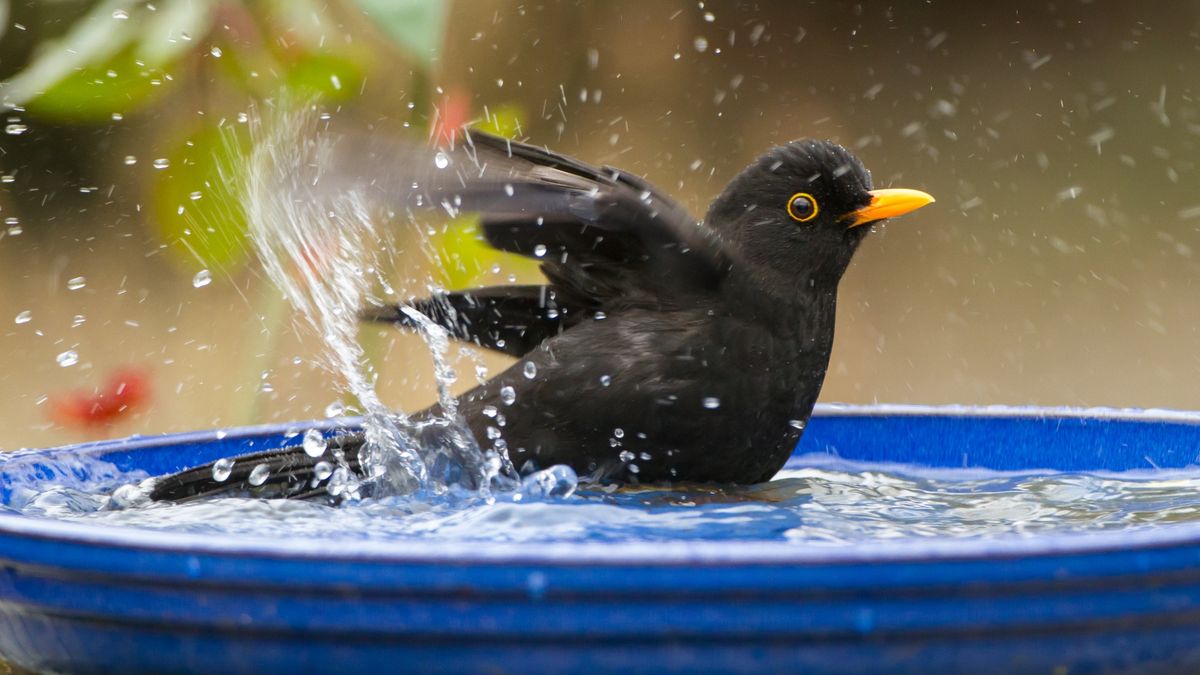 Blackbird bathing
Blackbird, Male, Turdus merula, bathing in bird bath in garden, winter, Powys, Wales
Jake Stephen