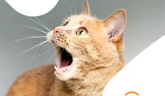 Vetoquinol klientem Resolution