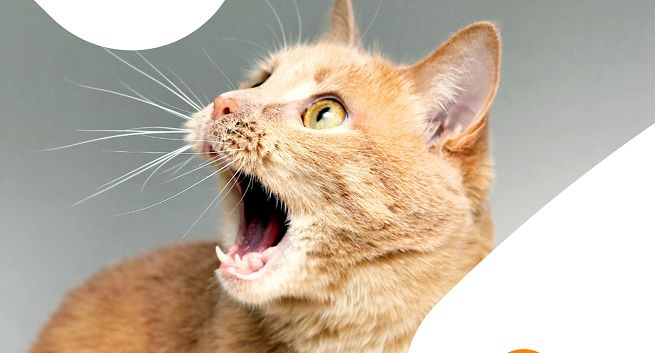 Vetoquinol klientem Resolution