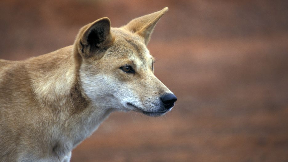 Dingo australijski