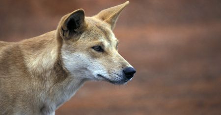 Krwawy atak psów Dingo na turystkę na największej piaszczystej wyspie świata