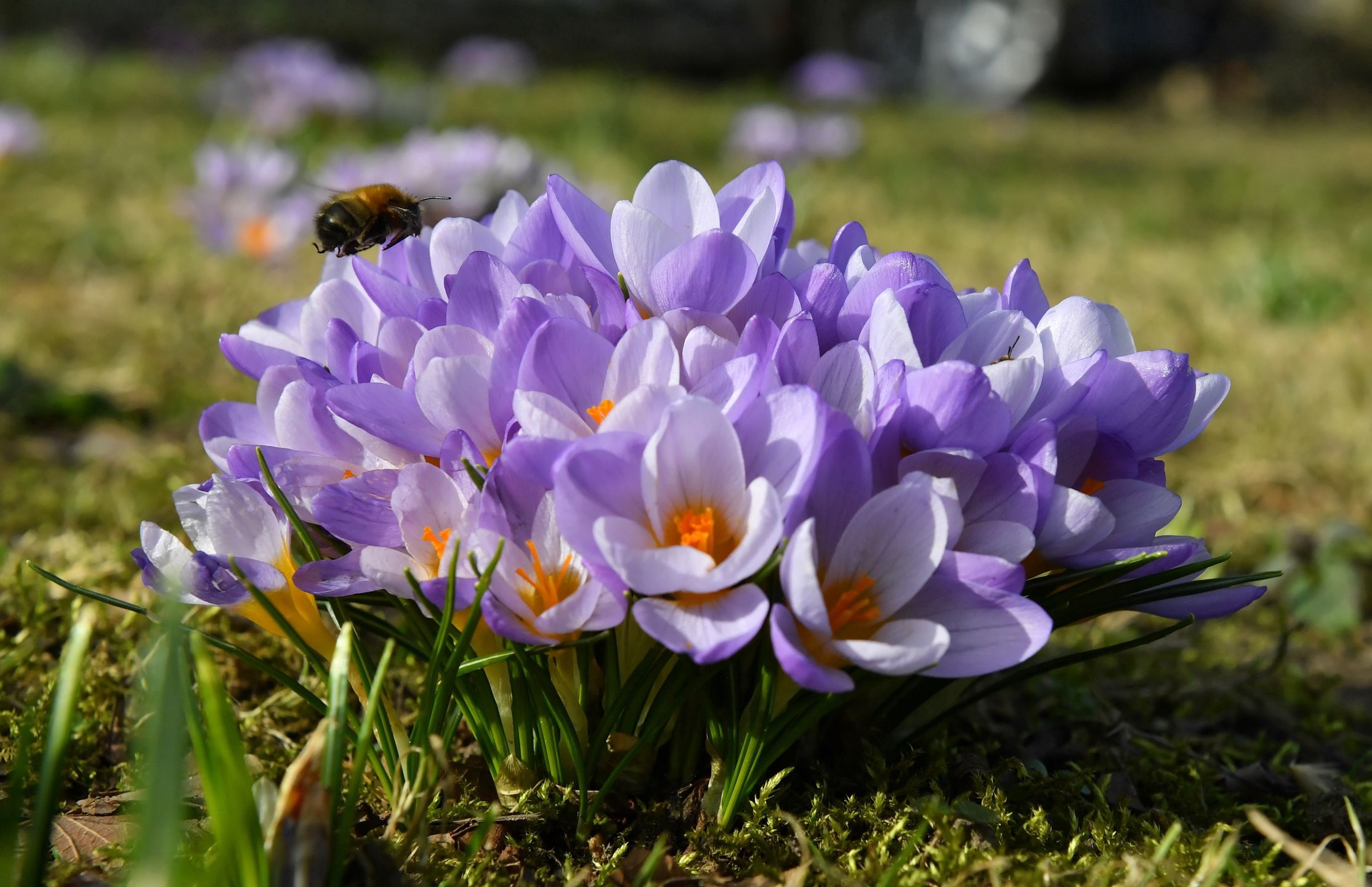 Pogoda. Krokusy w Szczecinie