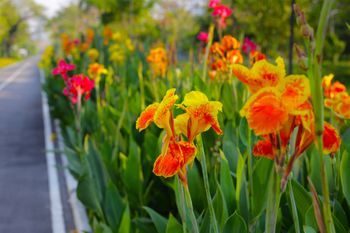 Kiedy sadzić kanny? Zrób to w odpowiednim terminie