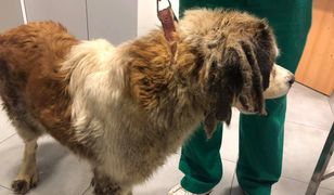 Opolskie. Odebrali księdzu dwa psy. Były przetrzymywane w skandaliczny warunkach