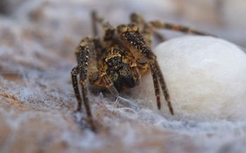 Niemcy potwierdzają. "Nosferatu" już tam dotarł