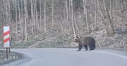 Nieoczekiwany gość na drodze. Nagranie z Bieszczadów