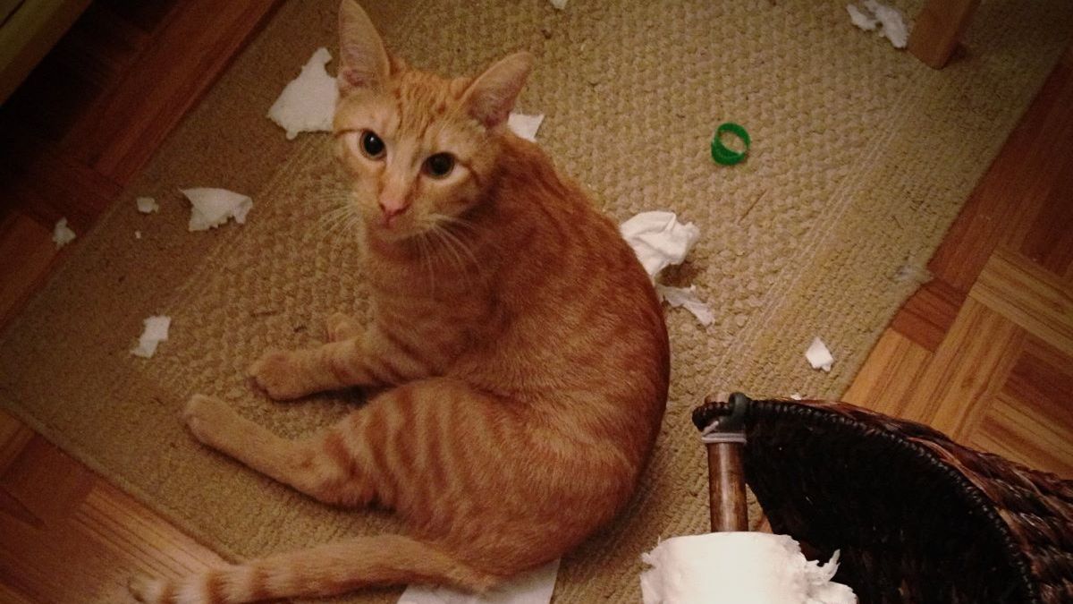 Sprawcą zamieszania okazał się kot. Zdj. ilustracyjne 