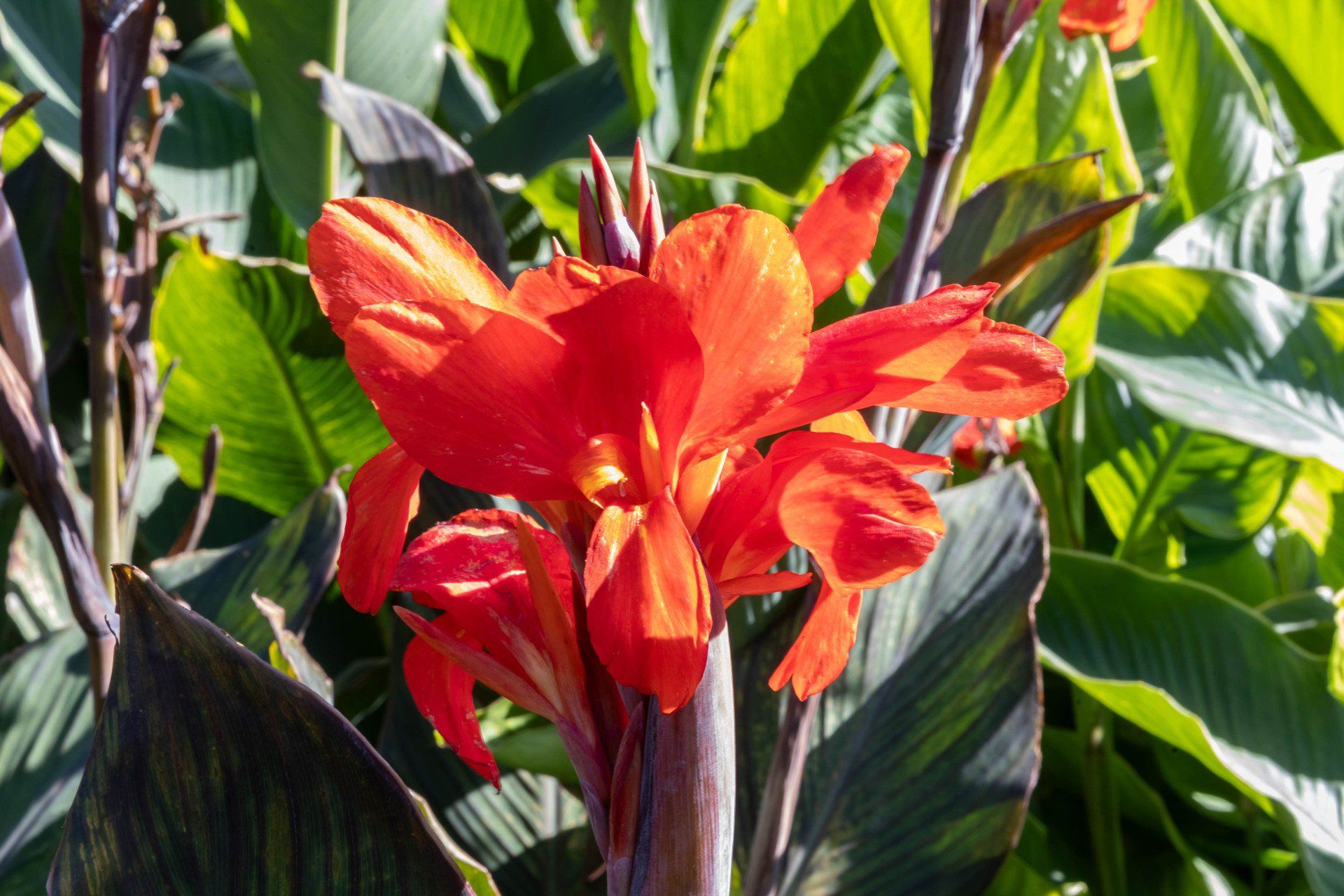 Kwiaty w Warszawie za darmo