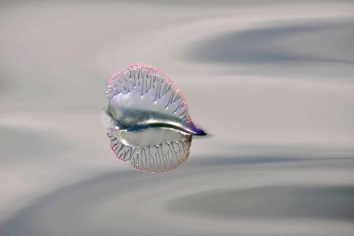10 lat konkursu British Wildlife Photography Awads. Oto najlepsze zdjęcia 15