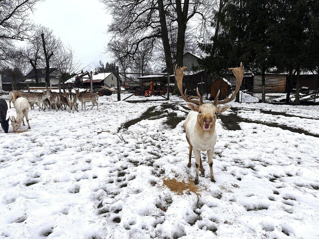 Jerzy Ptaszek i jego daniele