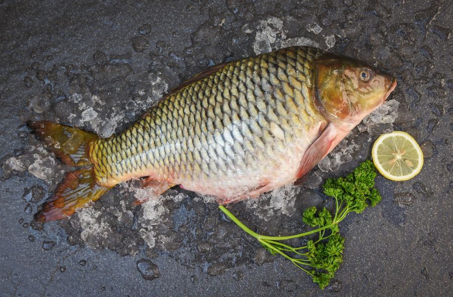 Which fish is the greener choice for Christmas Eve dinner?