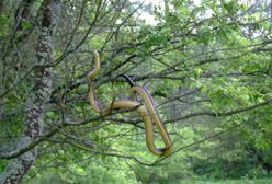 Niegroźny wąż stał się zabójcą. Lasy Państwowe wydały oświadczenie