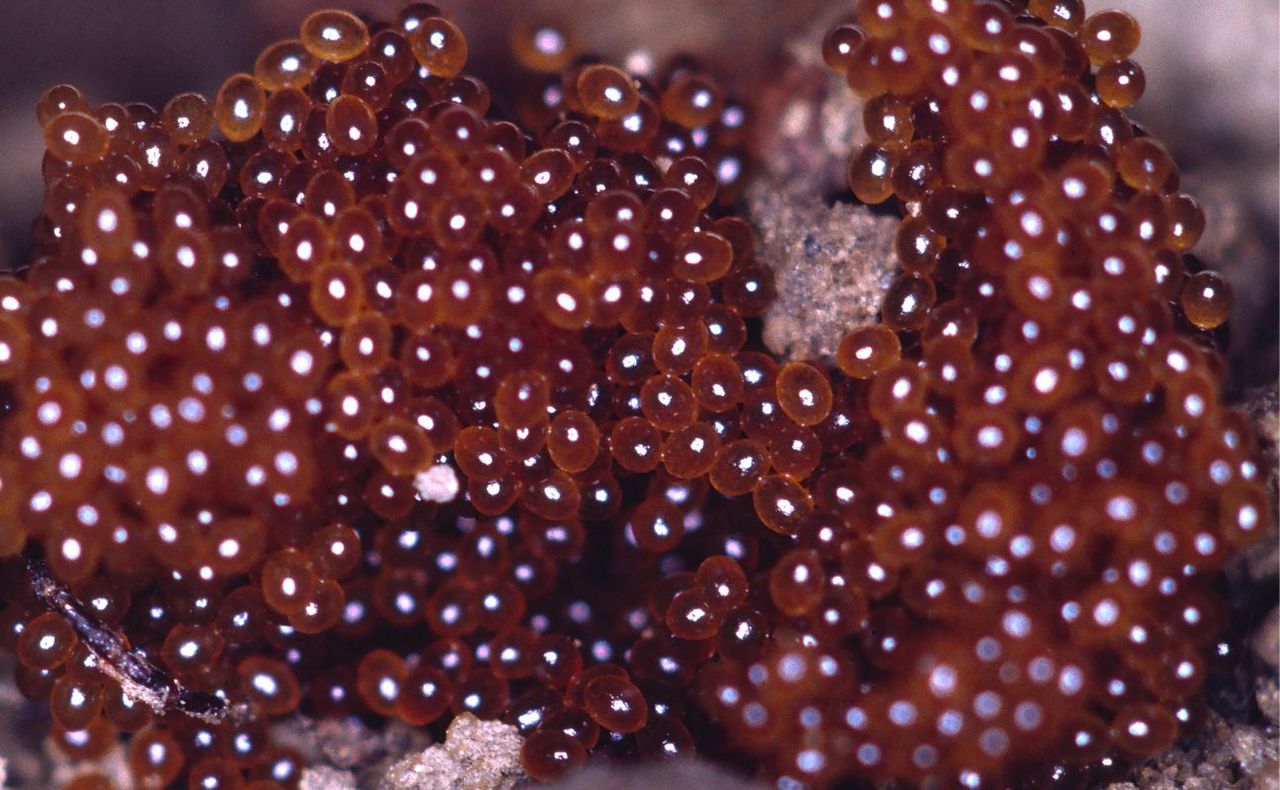 Jak rozpoznać gniazdo kleszczy?