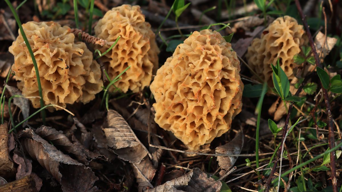 Smardze to jedne z najbardziej wyczekiwanych grzybów