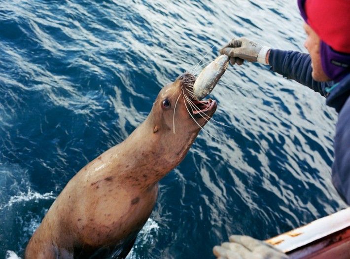 Fish-Work: The Bering Sea