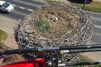 Strażacy ruszyli na ratunek bocianiemu jaju. Nietypowa akcja w Wielkopolsce