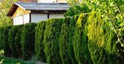 Teściowa zazdrości mi żywopłotu. Wiem, co sadzić pod tujami, by wyglądał idealnie