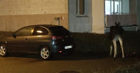 Łosie w samym środku Torunia. Mieszkańcy mówią o problemie